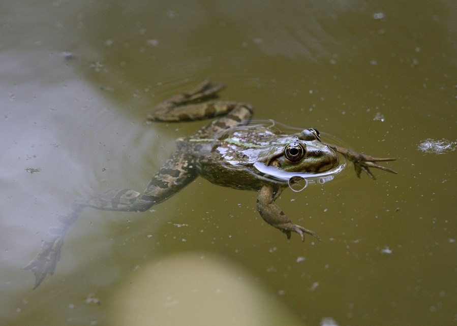 Rana comune? Pelophylax sp. (prov. Torino)